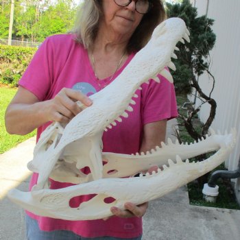 B-Grade 22" Florida Alligator Skull - $375