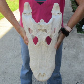 B-Grade 22" Florida Alligator Skull - $375