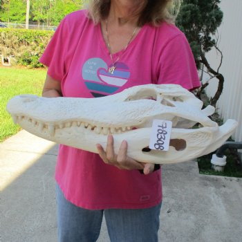 B-Grade 22" Florida Alligator Skull - $375