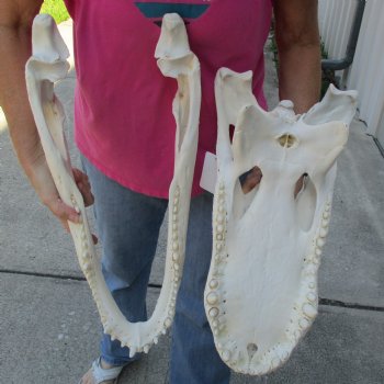 B-Grade 22" Florida Alligator Skull - $375