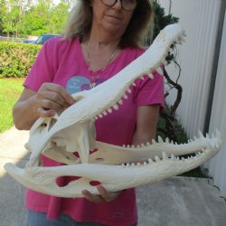 21" Florida Alligator Skull - $275