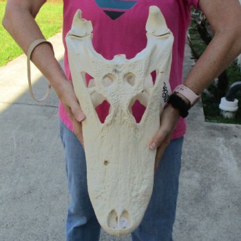 B-Grade 21" Florida Alligator Skull - $265