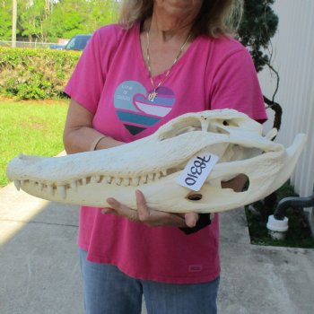 B-Grade 21" Florida Alligator Skull - $265