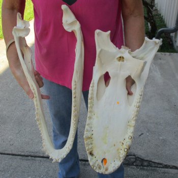 B-Grade 21" Florida Alligator Skull - $265