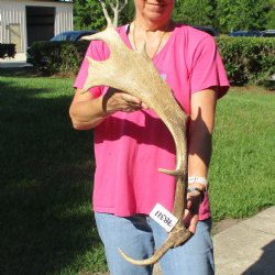 25" XL Fallow Deer Antler - $26