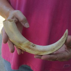 11" Ivory Tusk from African Warthog - $60