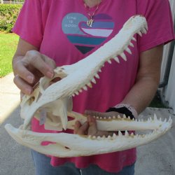 13" Florida Alligator Skull - $105