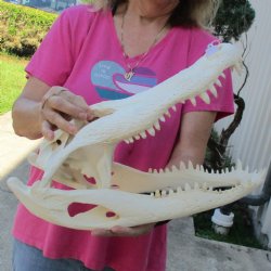 17" Florida Alligator Skull - $175
