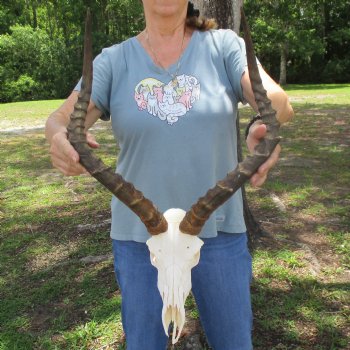 10" African Impala Skull with 23" Horns - $80