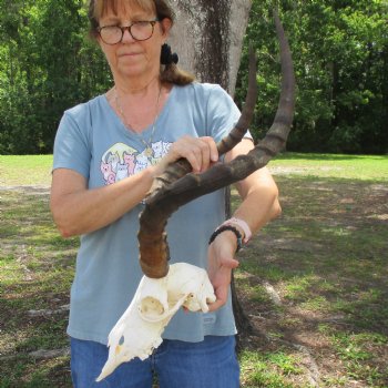 10" African Impala Skull with 23" Horns - $80