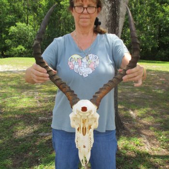 10" African Impala Skull with 23" Horns - $80