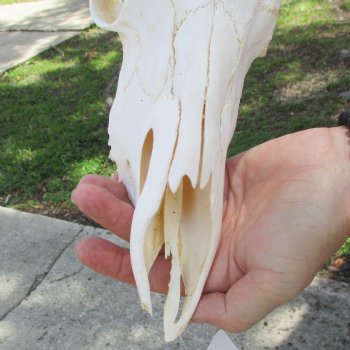 10" African Impala Skull with 23" Horns - $80