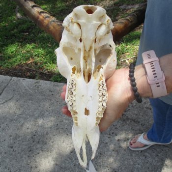 10" African Impala Skull with 23" Horns - $80