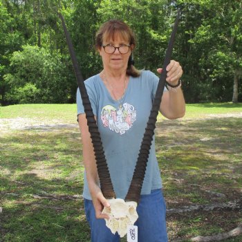 Gemsbok Skull Plate with 32" & 33" Horns - $75