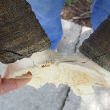 Gemsbok Skull Plate with 33" & 37" Horns - $75