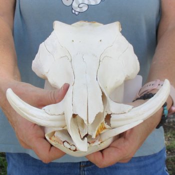 Craft Grade 11" African Warthog Skull with 3" Ivory Tusks - $65