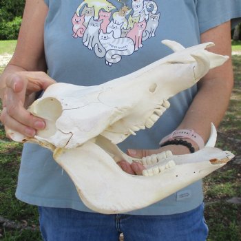 Craft Grade 11" African Warthog Skull with 3" Ivory Tusks - $65