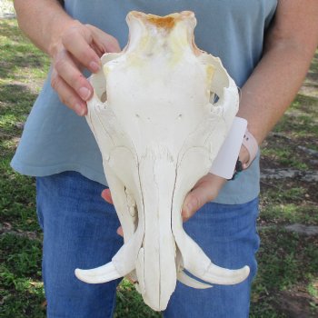 Craft Grade 11" African Warthog Skull with 3" Ivory Tusks - $65