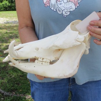 Craft Grade 11" African Warthog Skull with 3" Ivory Tusks - $65