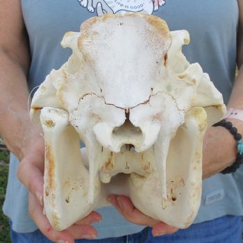 Craft Grade 11" African Warthog Skull with 3" Ivory Tusks - $65