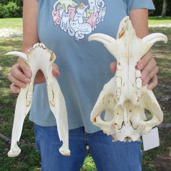 Craft Grade 11" African Warthog Skull with 3" Ivory Tusks - $65