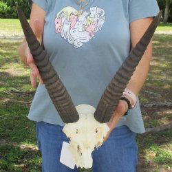 Common Reedbuck Skull Plate with 13" Horns - $50