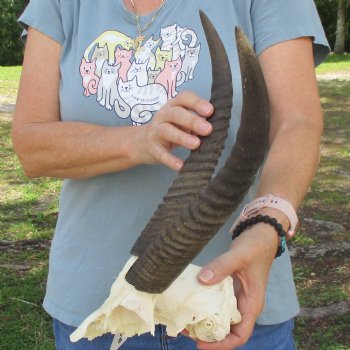 Common Reedbuck Skull Plate with 13" Horns - $50