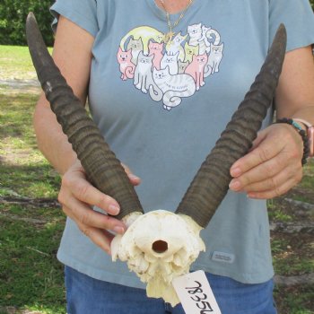 Common Reedbuck Skull Plate with 13" Horns - $50