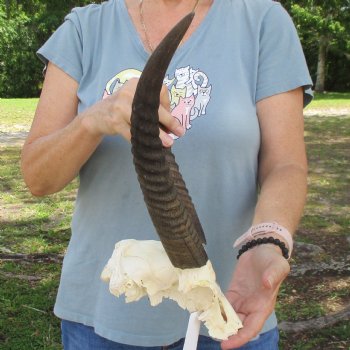 Common Reedbuck Skull Plate with 13" Horns - $50