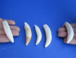 For Sale 5 pc lot Alligator teeth 2-1/2 to 2-7/8 inches - <font color=red>Special Price $15</font>