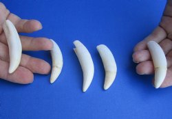 Buy this 5 pc lot Alligator teeth 2-1/2 to 2-7/8 inches - <font color=red>Special Price $15</font>