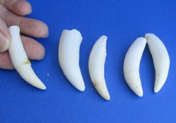 5 pc lot Alligator teeth 2-1/2 to 2-7/8 inches, available for purchase - <font color=red>Special Price $15</font>