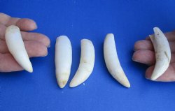5 pc lot Alligator teeth 2-1/2 to 2-7/8 inches, available for purchase - <font color=red>Special Price $15</font>