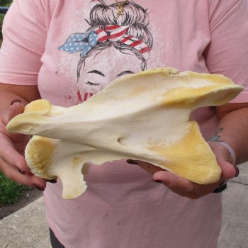 10" Giraffe Vertebra Bone - $40