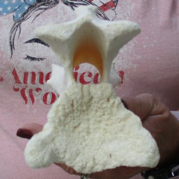 B-Grade 8-3/4" Giraffe Vertebra Bone - $35