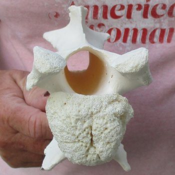 B-Grade 8-3/4" Giraffe Vertebra Bone - $35