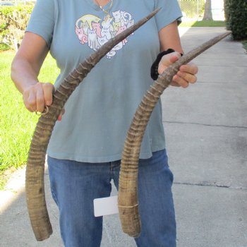 B-Grade 26" & 29" Matching Pair of Female African Sable Horns - $55