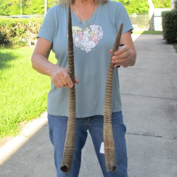 B-Grade 26" & 29" Matching Pair of Female African Sable Horns - $55