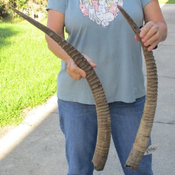 B-Grade 26" & 29" Matching Pair of Female African Sable Horns - $55