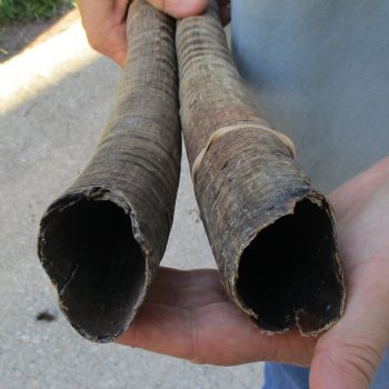 B-Grade 26" & 29" Matching Pair of Female African Sable Horns - $55