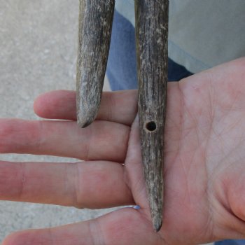 B-Grade 26" & 29" Matching Pair of Female African Sable Horns - $55