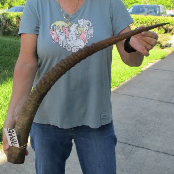 31" Female African Sable Horn - $50