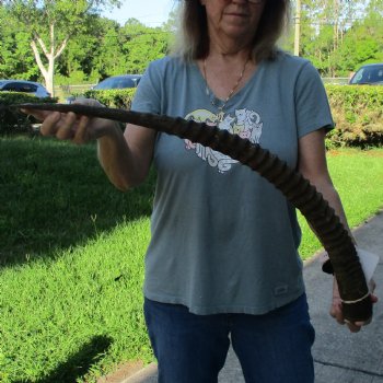 32" Female African Sable Horn - $50