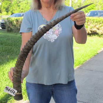 32" Female African Sable Horn - $50