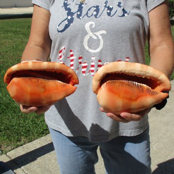 6" Cameo Bullmouth Shells, 2 pc - $21