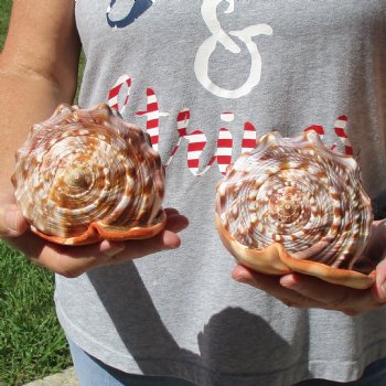 6" Cameo Bullmouth Shells, 2 pc - $21