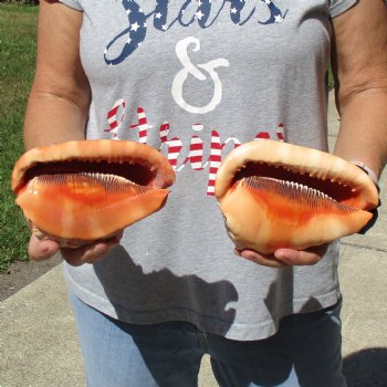 6" Cameo Bullmouth Shells, 2 pc - $21