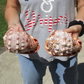 6" Cameo Bullmouth Shells, 2 pc - $21