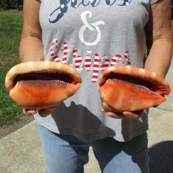 6" Cameo Bullmouth Shells, 2 pc - $21