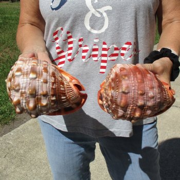 6" Cameo Bullmouth Shells, 2 pc - $21